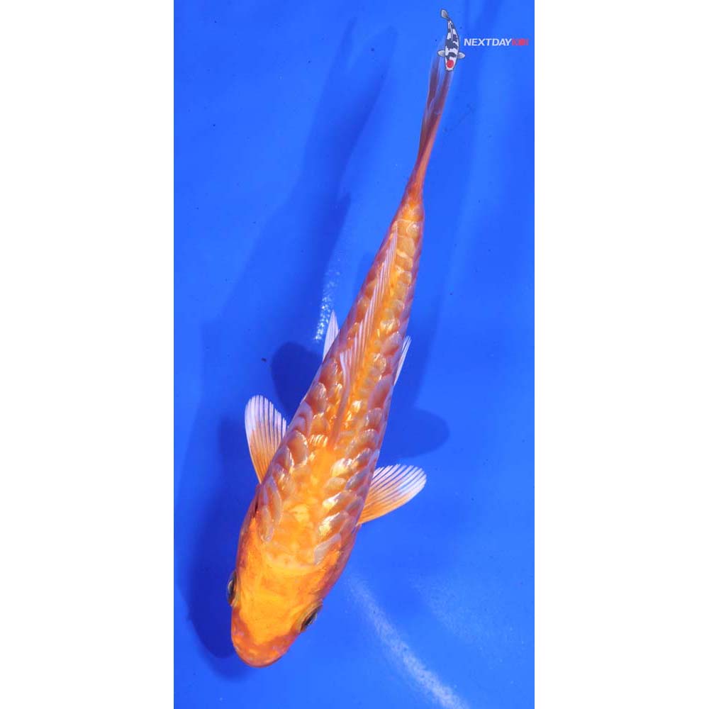 5” Imported Gin Rin Armor Scaled Orenji Ogon