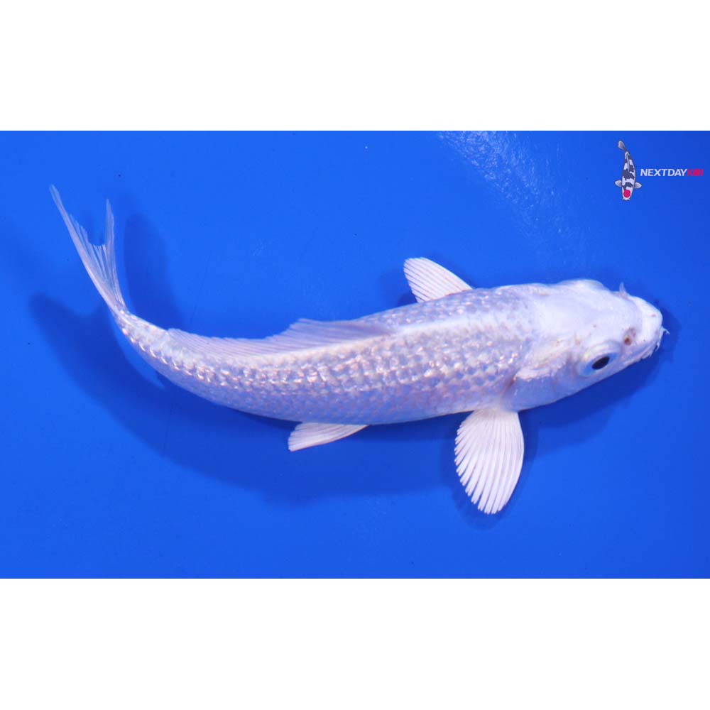 3.5” Imported Gin Rin Platinum Ogon