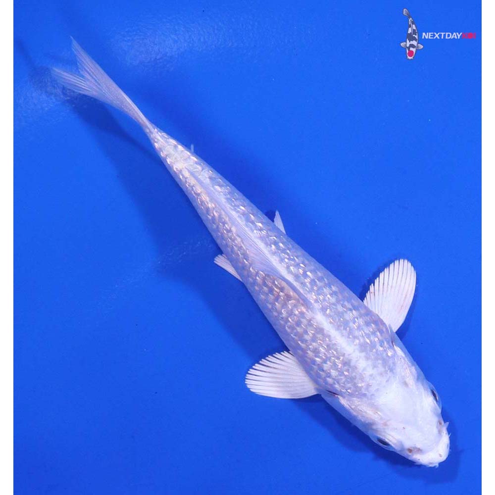 3.5” Imported Gin Rin Platinum Ogon