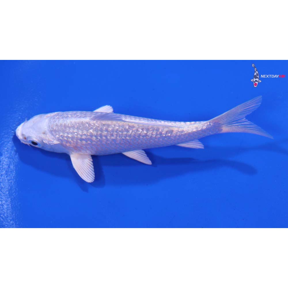 3.5” Imported Gin Rin Platinum Ogon