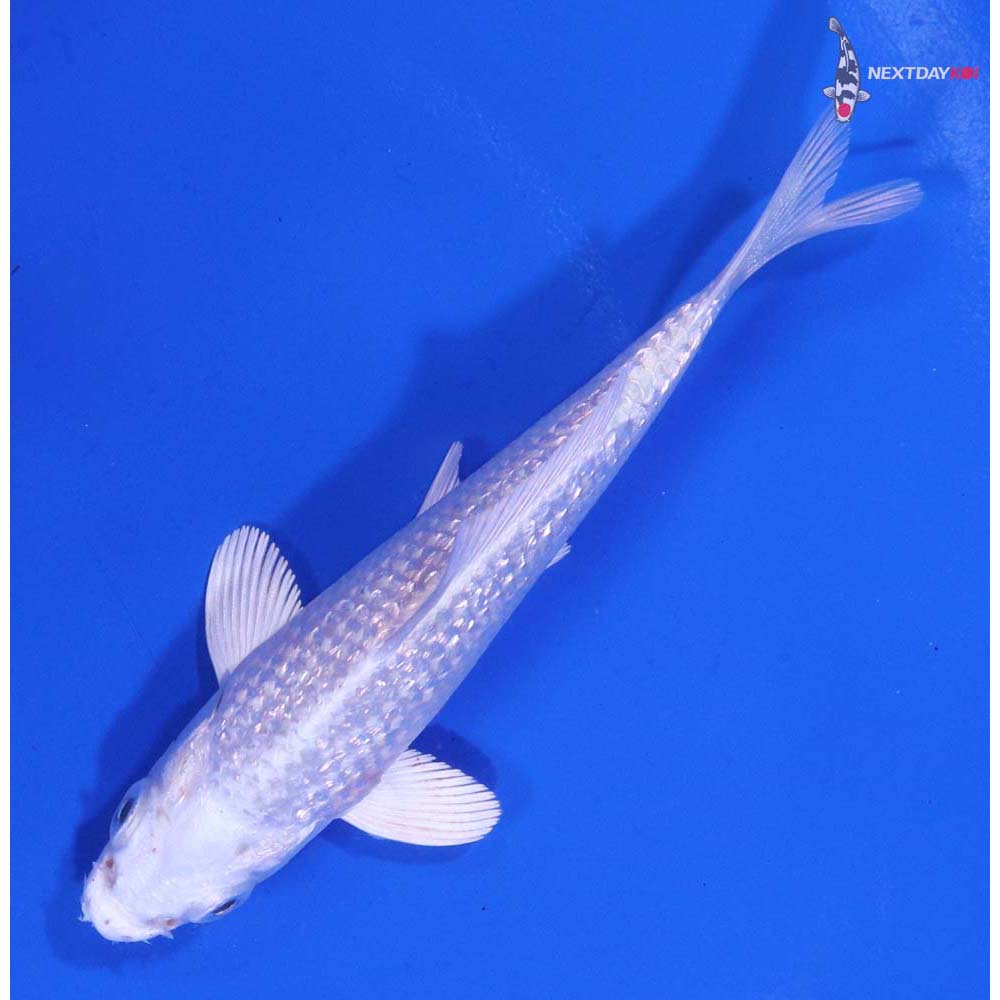 3.5” Imported Gin Rin Platinum Ogon