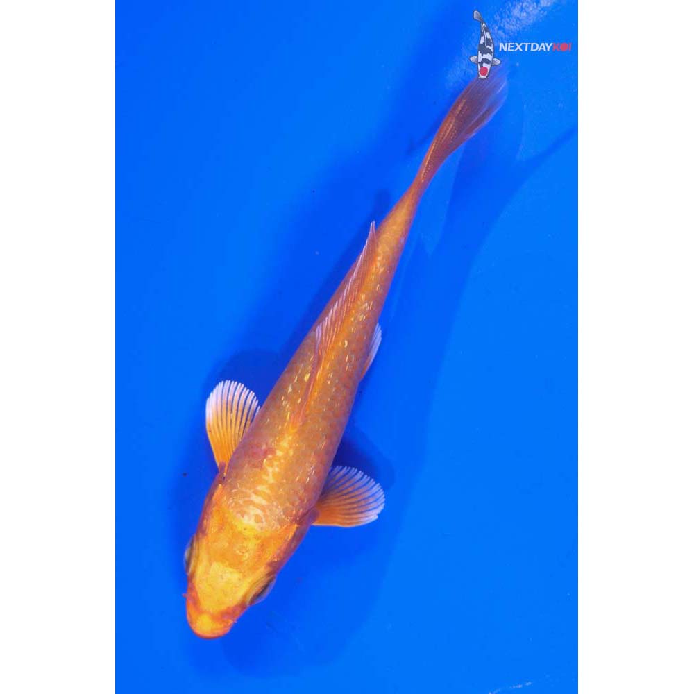 3.5” Imported Gin Rin Orenji Ogon