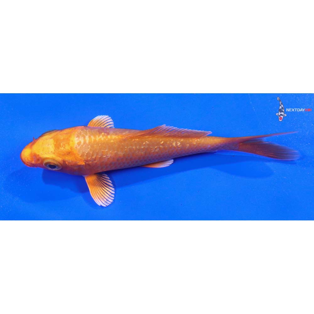 3.5” Imported Gin Rin Orenji Ogon