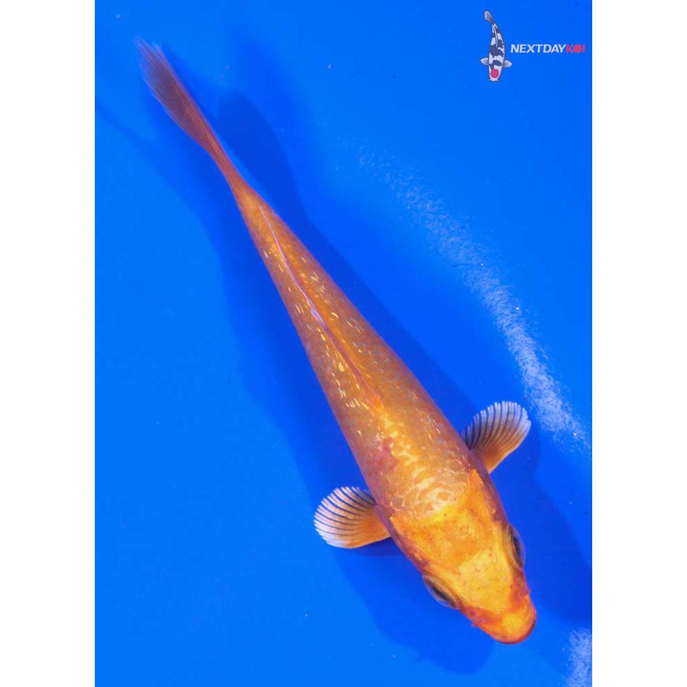 3.5” Imported Gin Rin Orenji Ogon