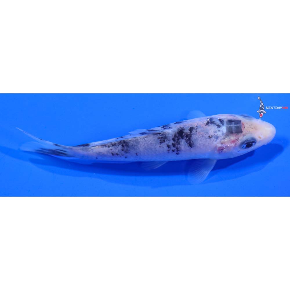 3.5” Imported Shiro Bekko
