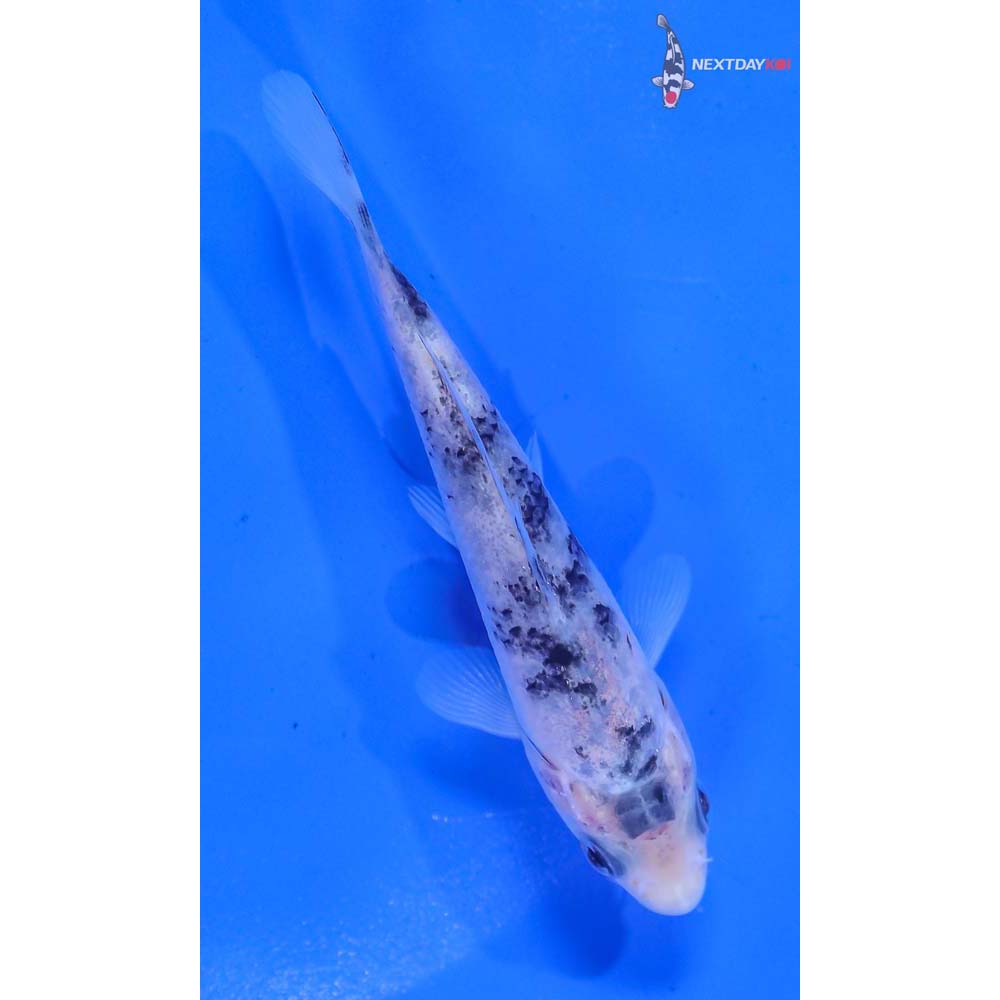 3.5” Imported Shiro Bekko