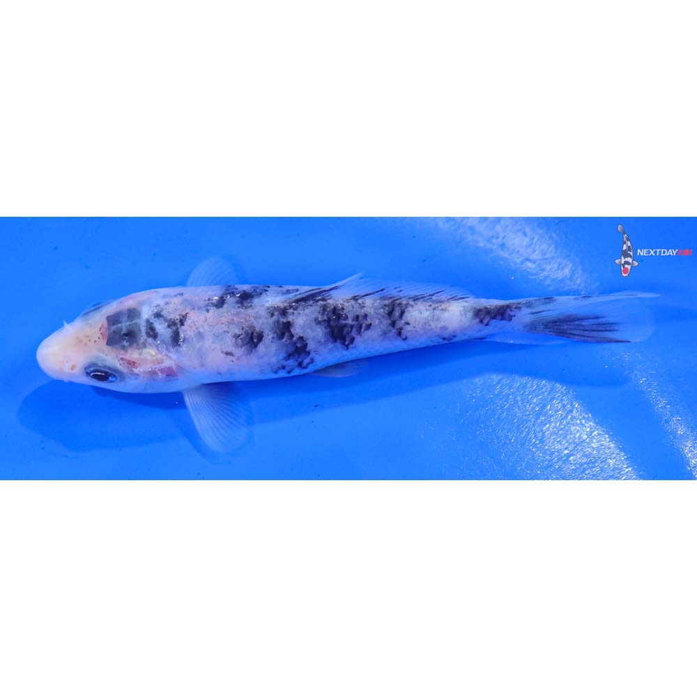 3.5” Imported Shiro Bekko