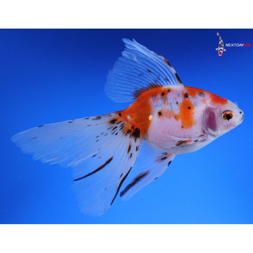 5.5” Imported Calico Ryukin