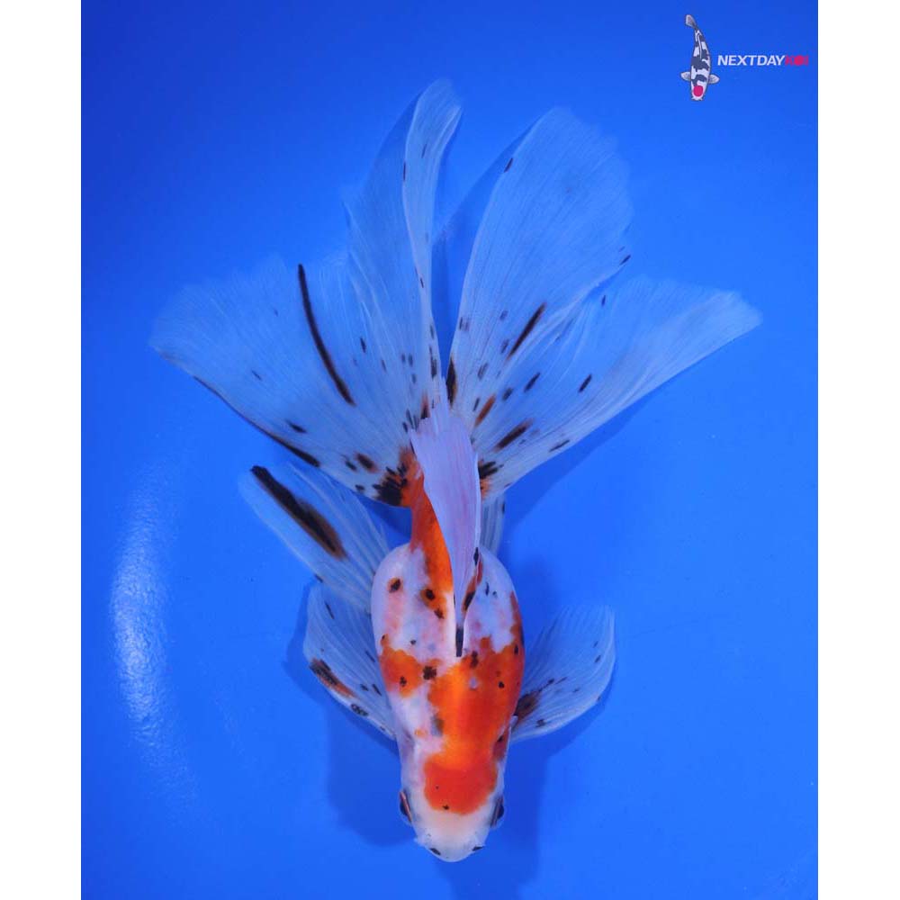 5.5” Imported Calico Ryukin