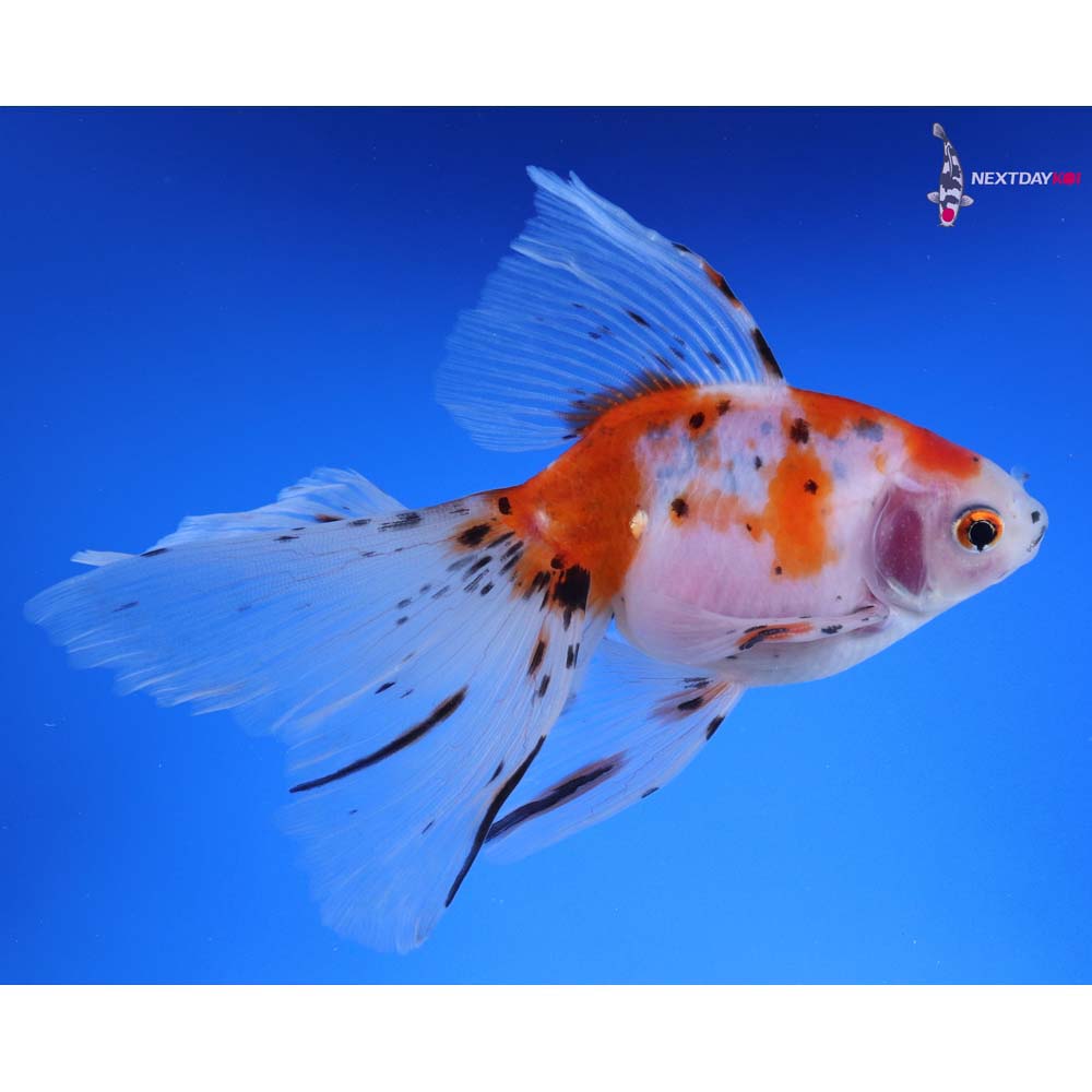 5.5” Imported Calico Ryukin