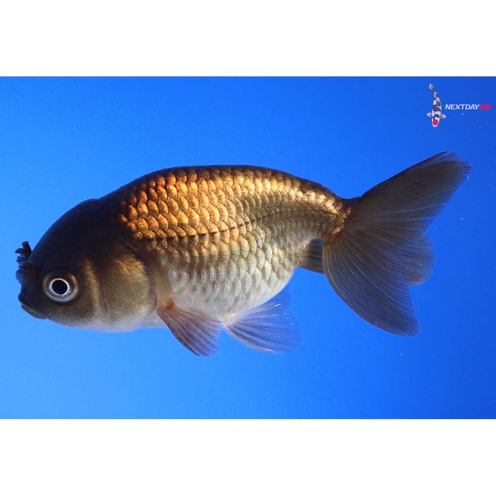 3” Imported Black Ranchu