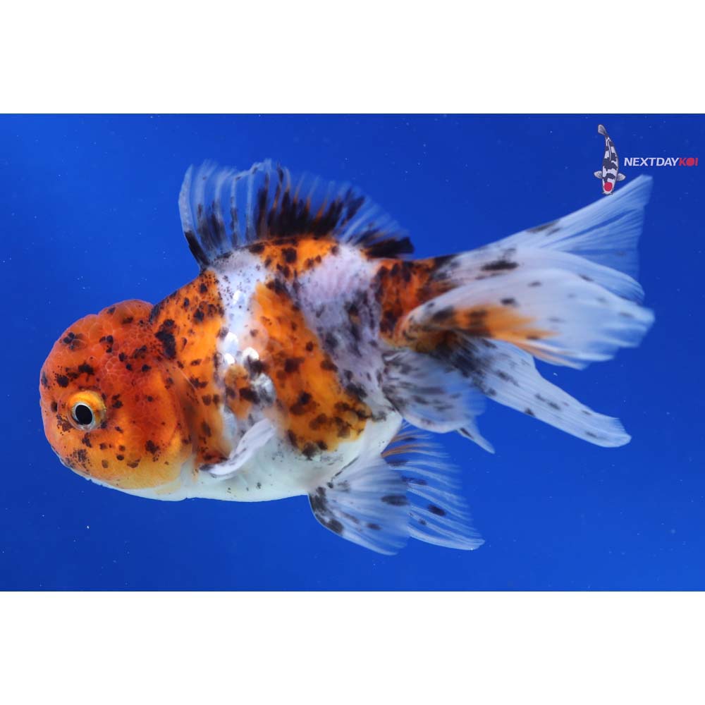 4” Imported Calico Oranda