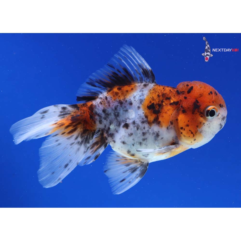4” Imported Calico Oranda