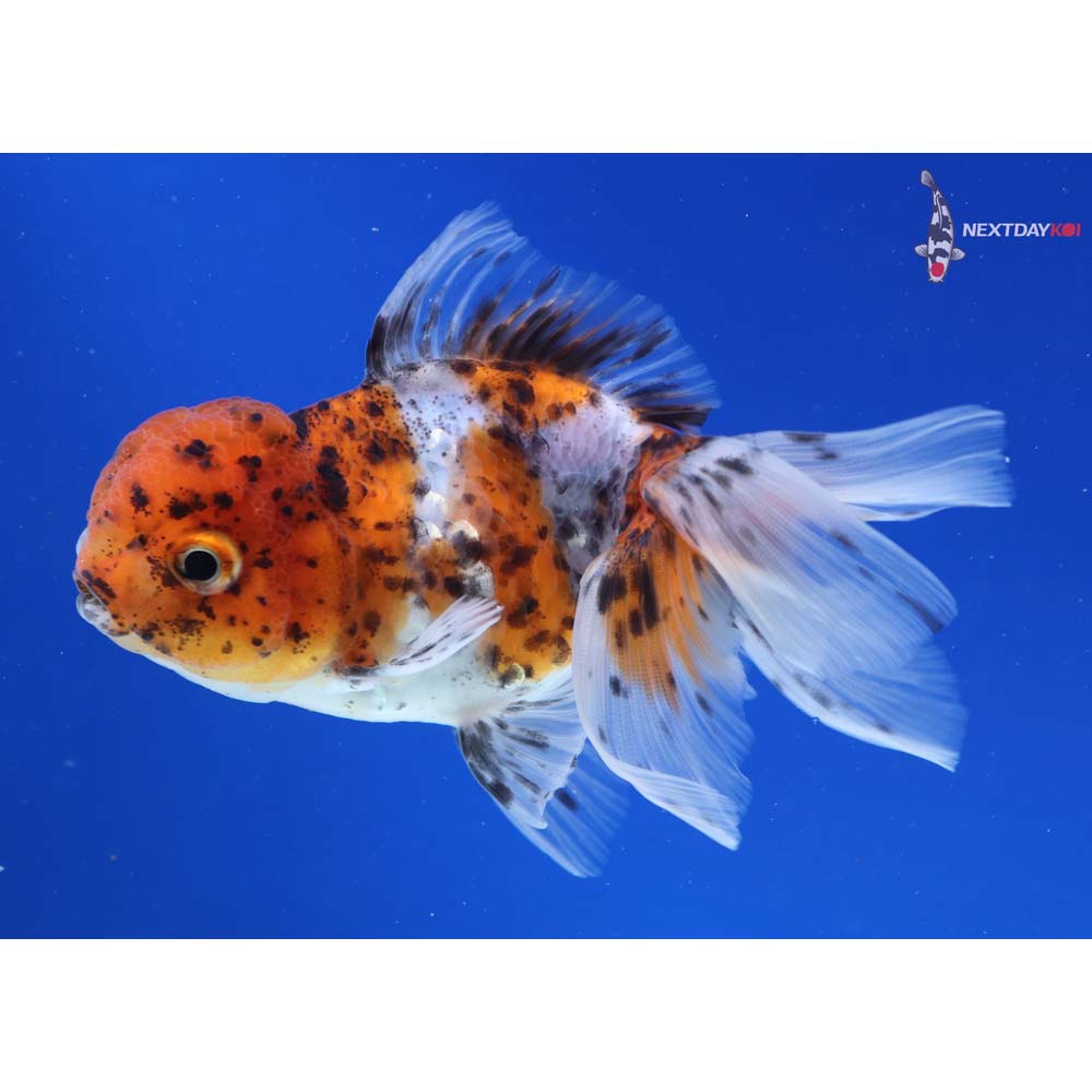 4” Imported Calico Oranda