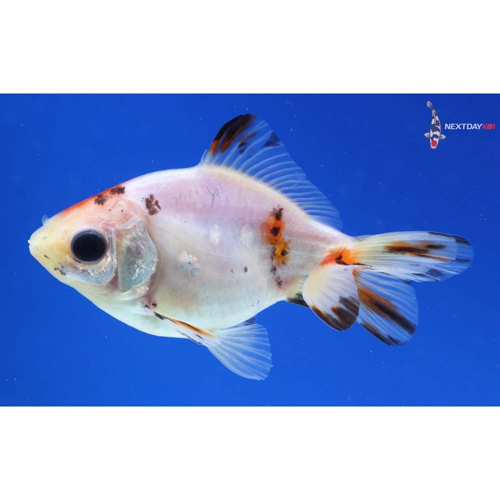 3” Imported Calico Ryukin