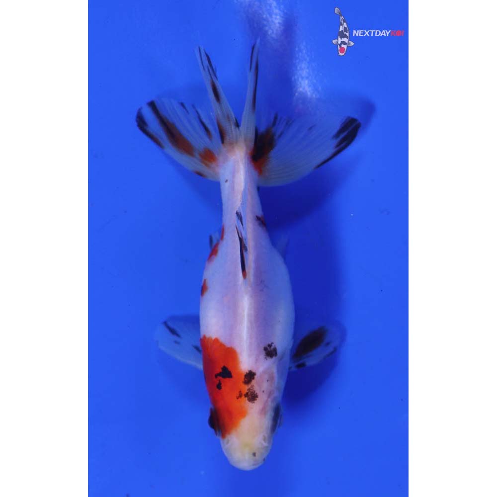 3” Imported Calico Ryukin