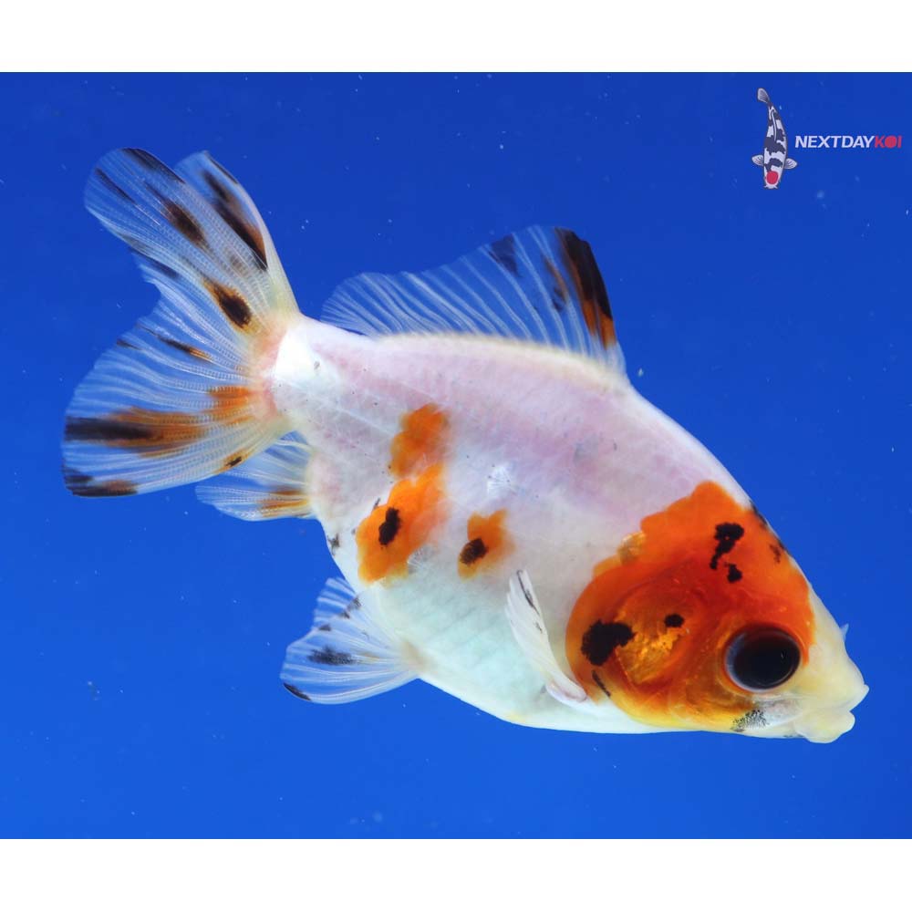 3” Imported Calico Ryukin