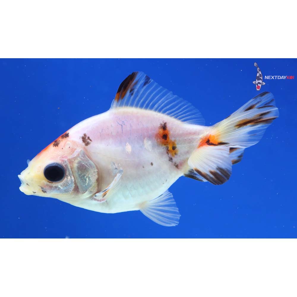 3” Imported Calico Ryukin