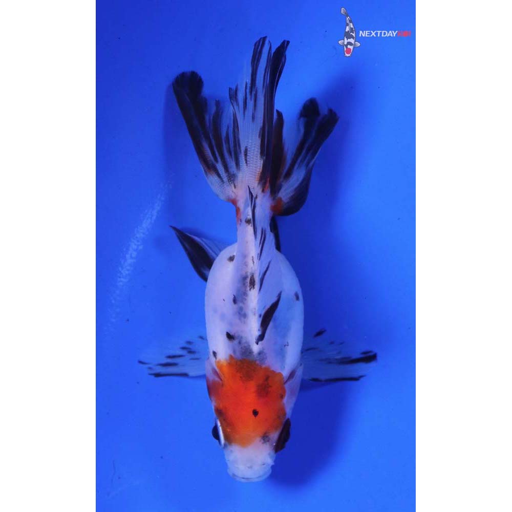 3” Imported Calico Ryukin