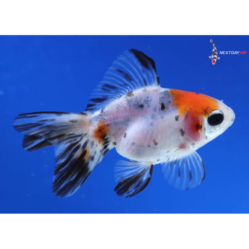 3” Imported Calico Ryukin