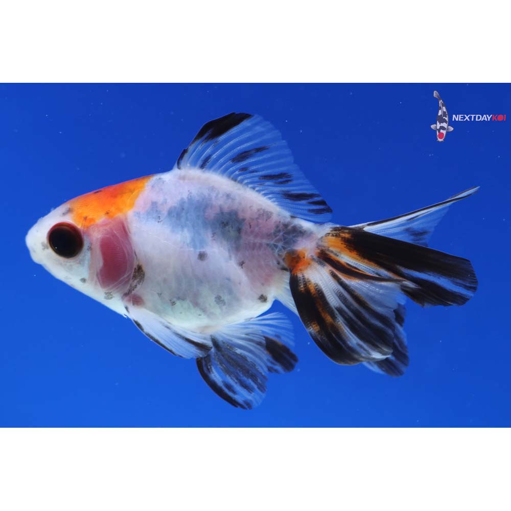 3” Imported Calico Ryukin