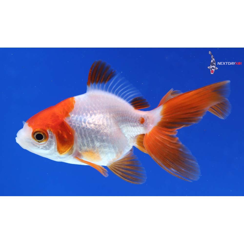 3” Imported Red and White Ryukin