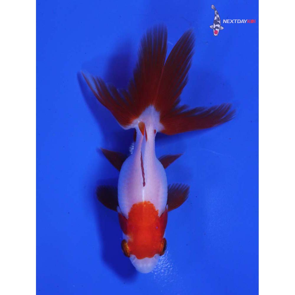 3” Imported Red and White Ryukin