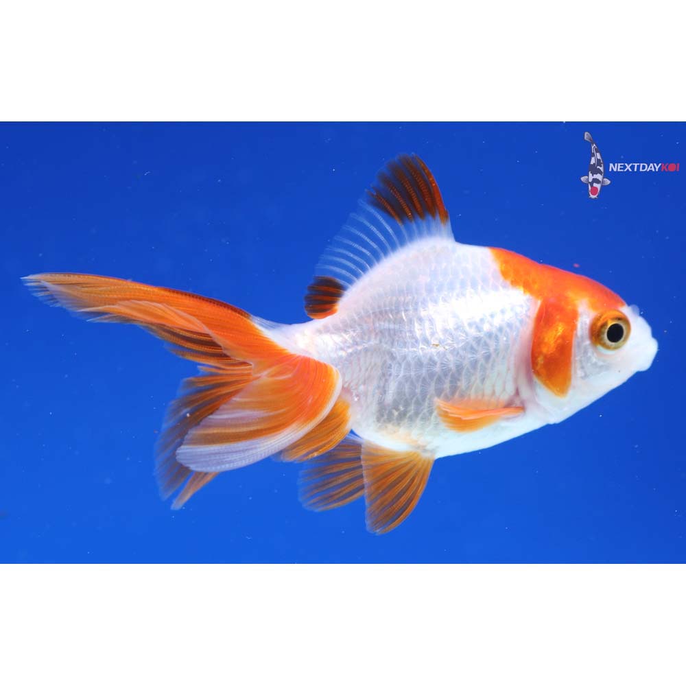 3” Imported Red and White Ryukin