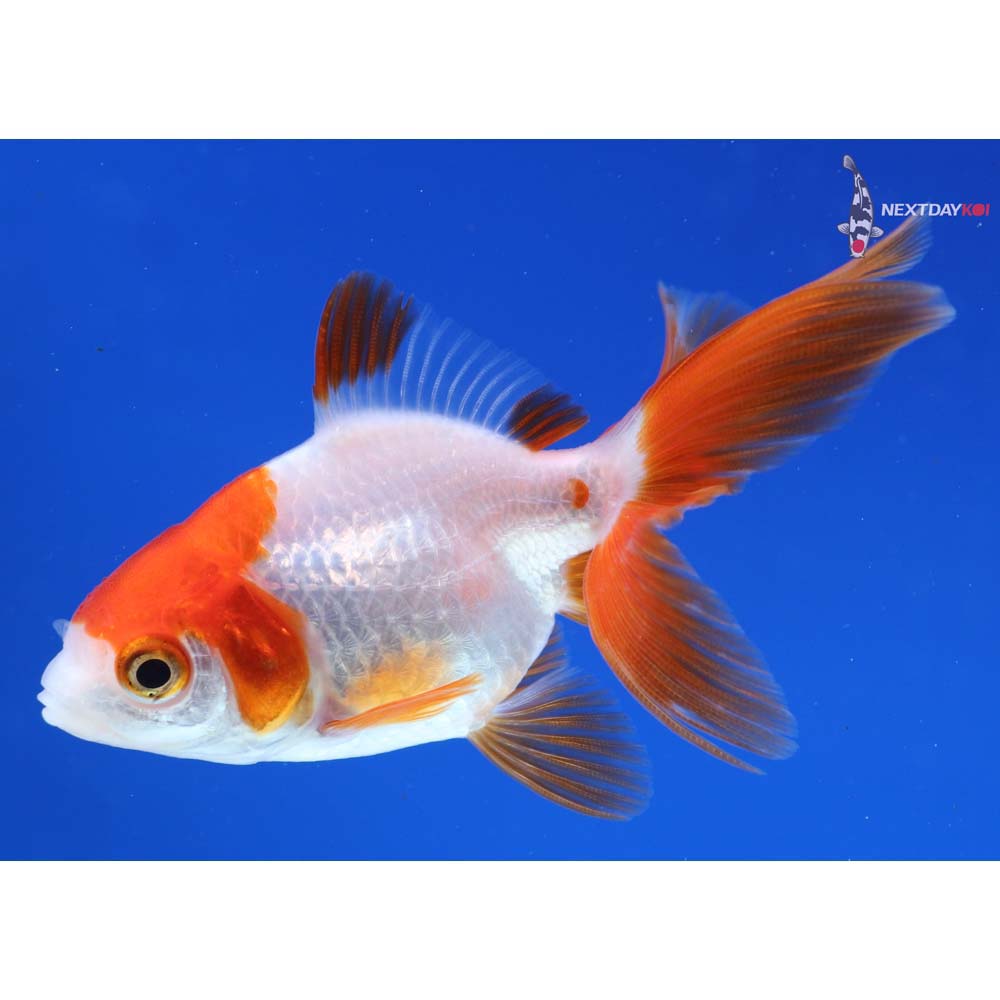3” Imported Red and White Ryukin