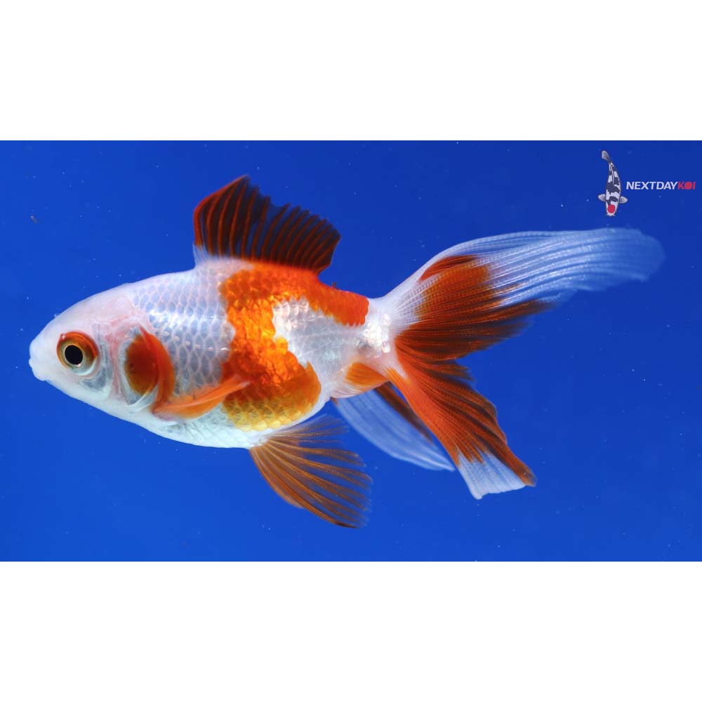 3” Imported Red and White Ryukin