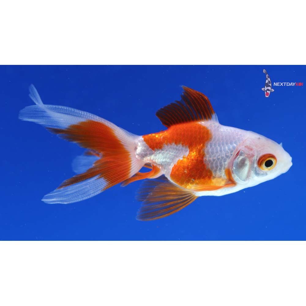 3” Imported Red and White Ryukin