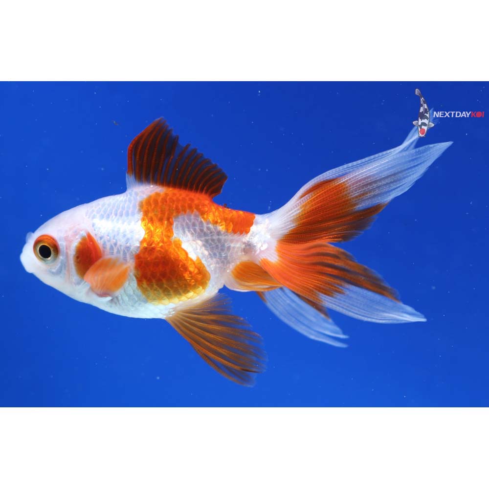 3” Imported Red and White Ryukin