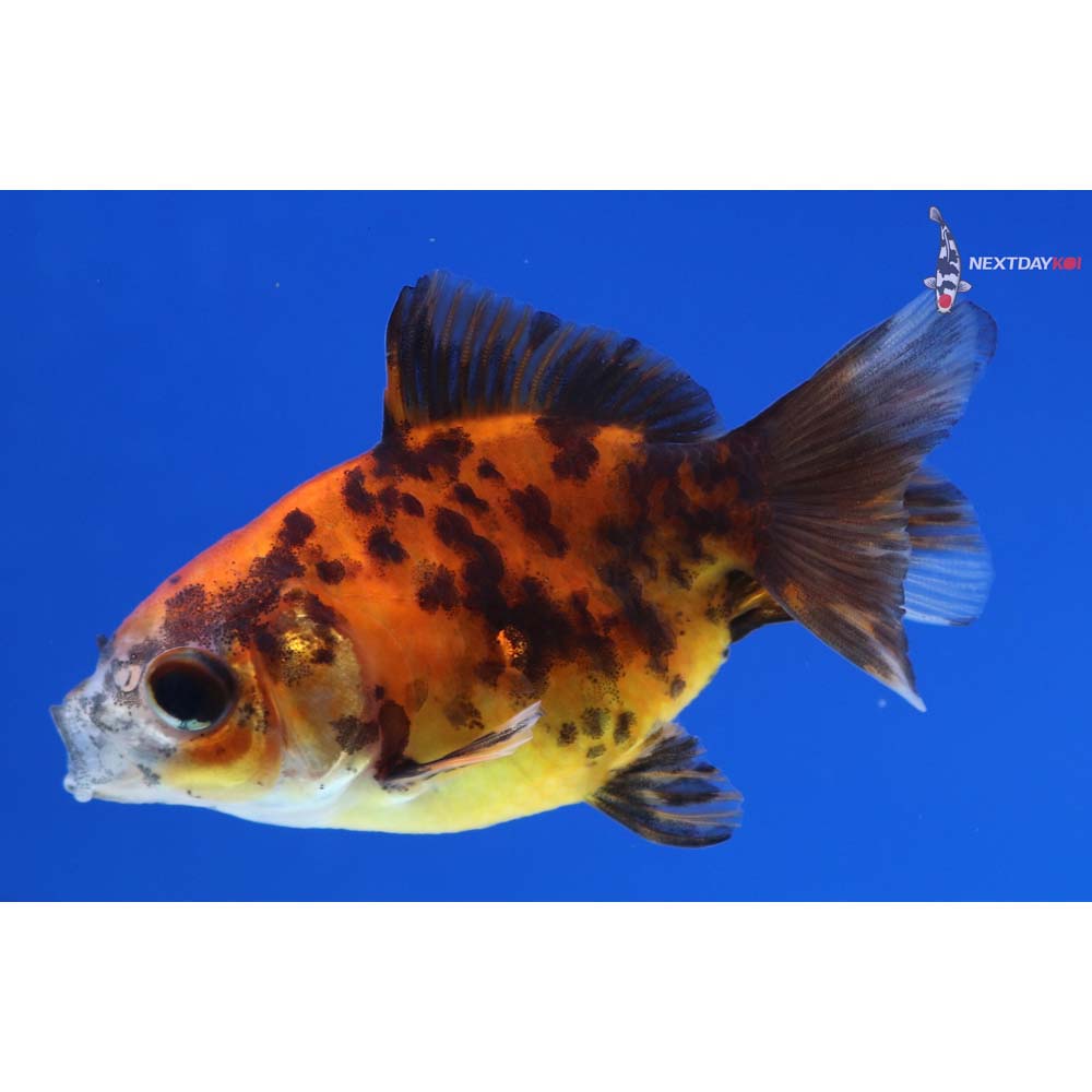 2.5” Imported Calico Ryukin