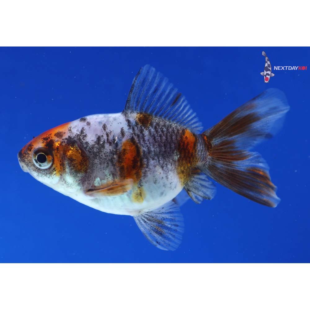 3” Imported Calico Ryukin