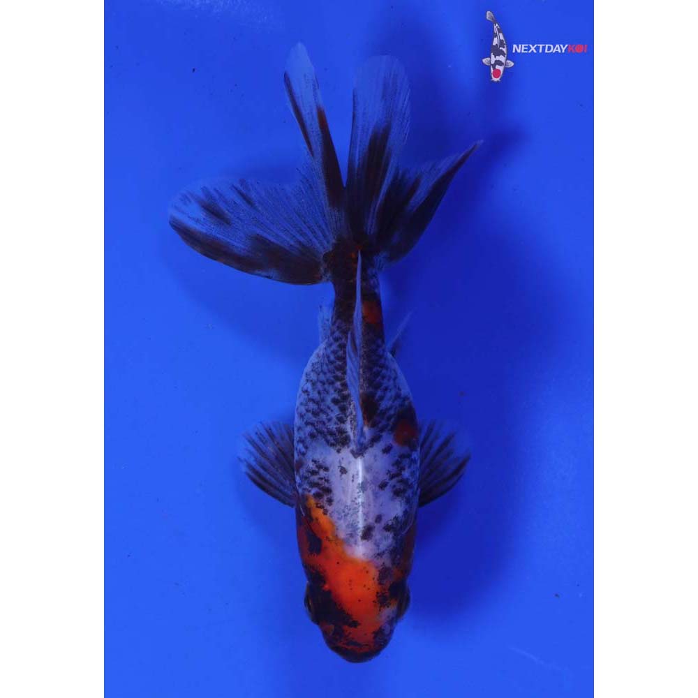 3” Imported Calico Ryukin