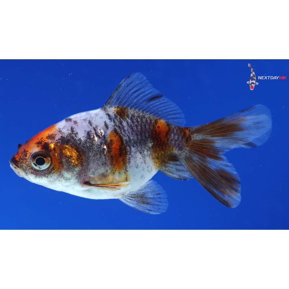 3” Imported Calico Ryukin