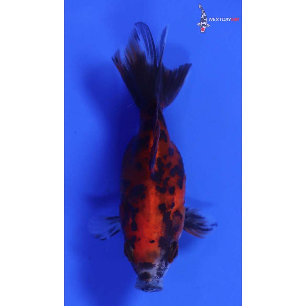 2.5” Imported Calico Ryukin