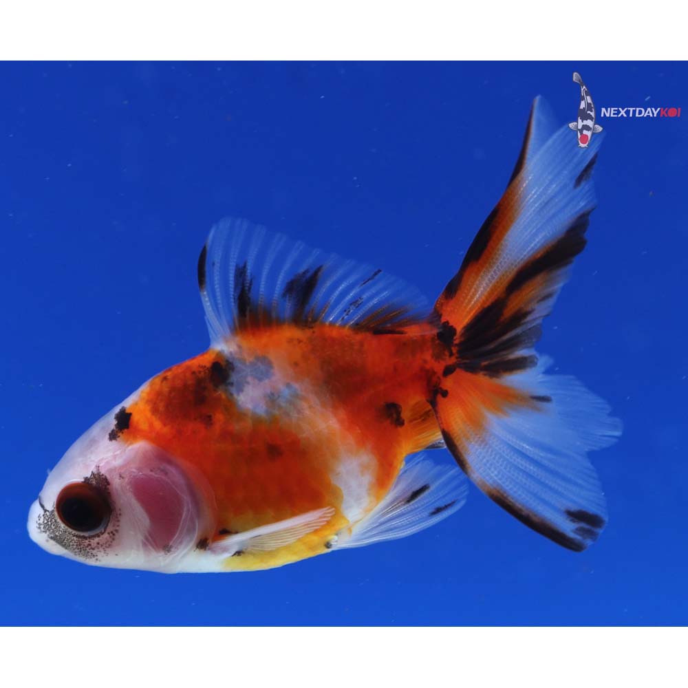 3” Imported Calico Ryukin