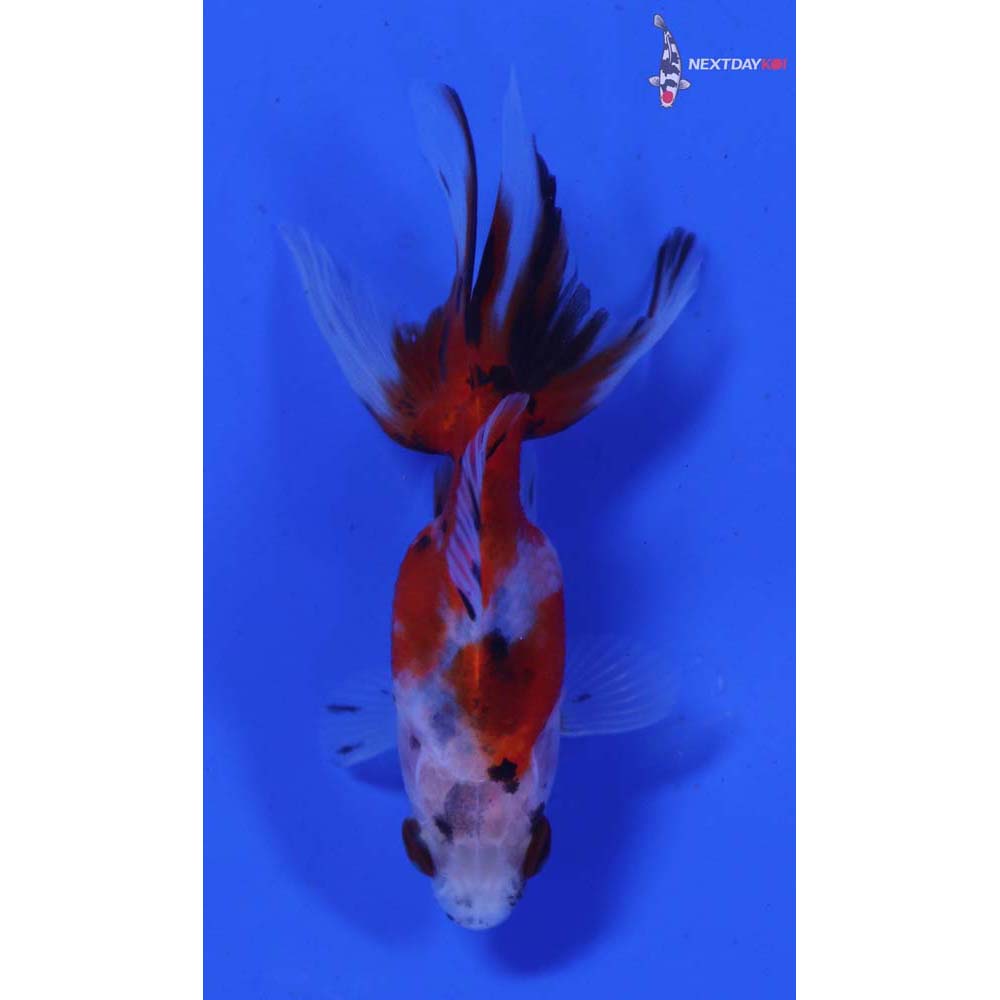 3” Imported Calico Ryukin