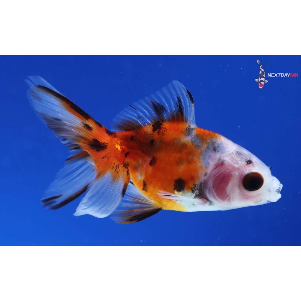 3” Imported Calico Ryukin