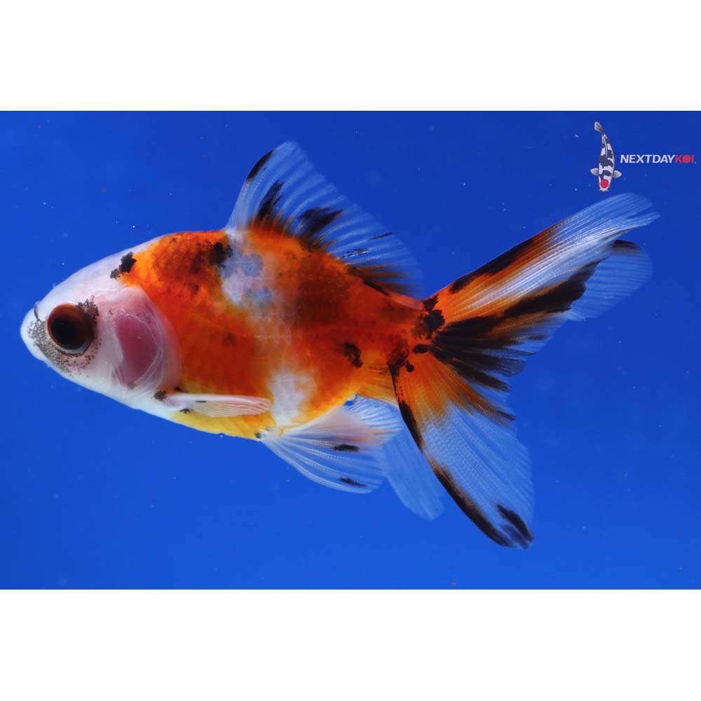 3” Imported Calico Ryukin