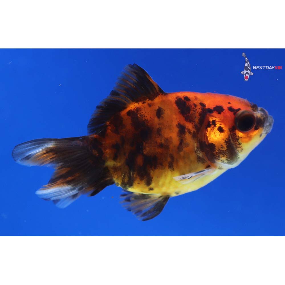 2.5” Imported Calico Ryukin