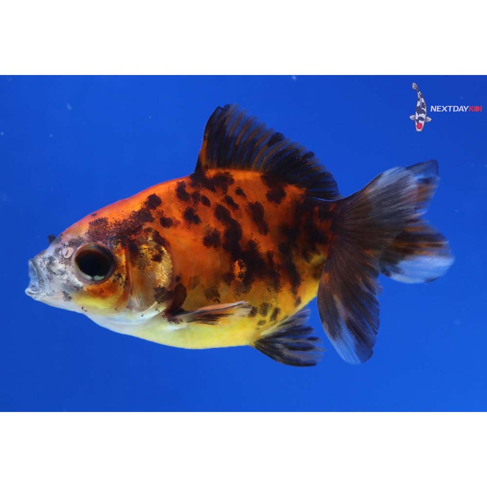 2.5” Imported Calico Ryukin