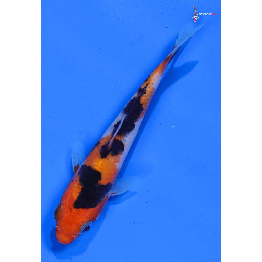 3.5” Imported Sanke