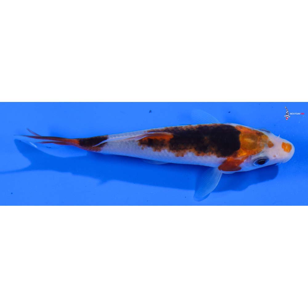 4” Imported Goromo