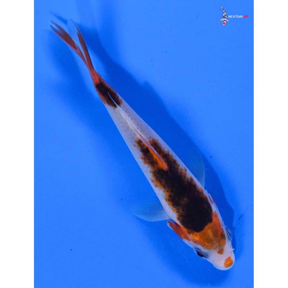 4” Imported Goromo