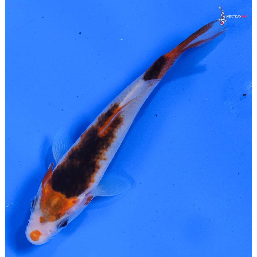 4” Imported Goromo