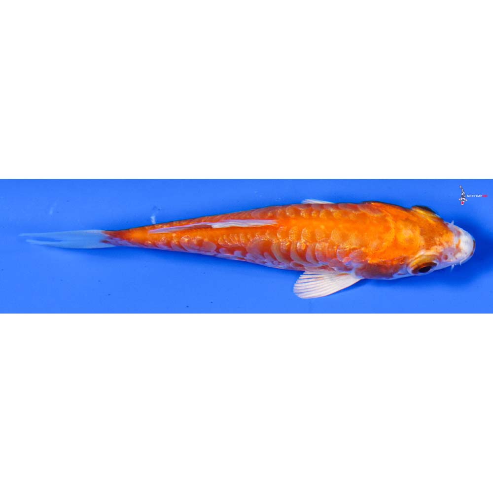 4” Imported Gin Rin Kikusui