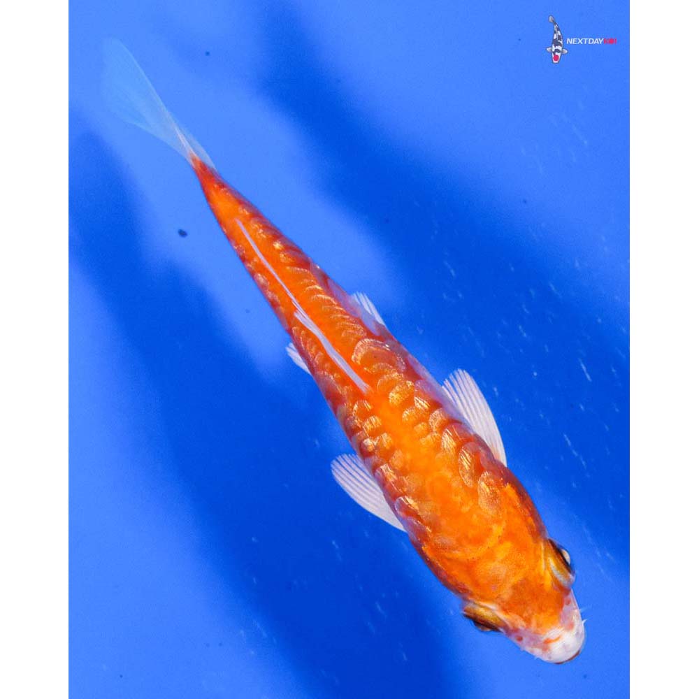 4” Imported Gin Rin Kikusui