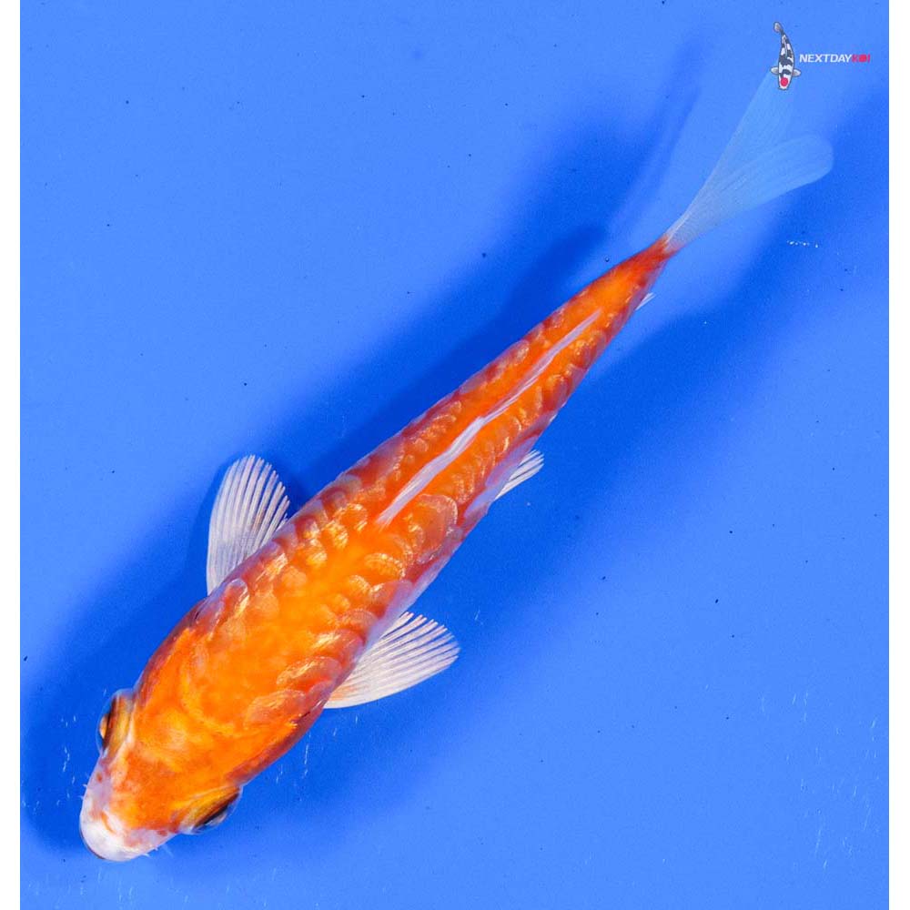 4” Imported Gin Rin Kikusui